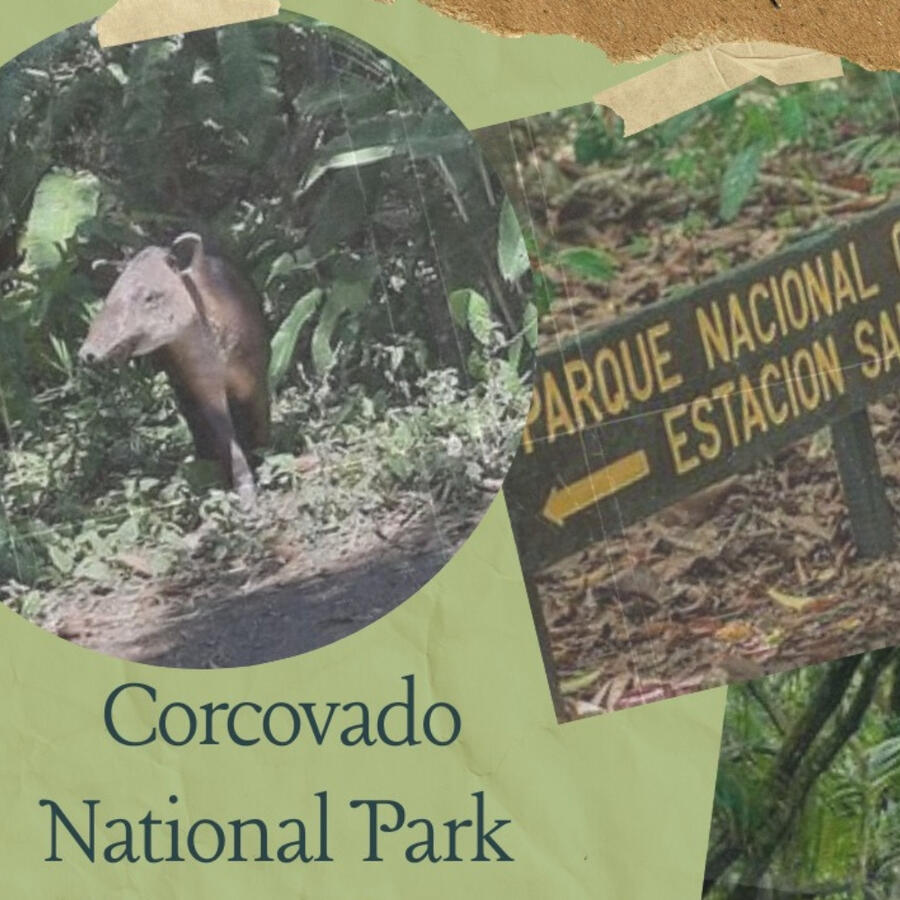 The Corcovado National Park is an amazing place, teeming with wildlife and untouched natural beauty. Discover the real Costa Rica on this tour you'll never forget.