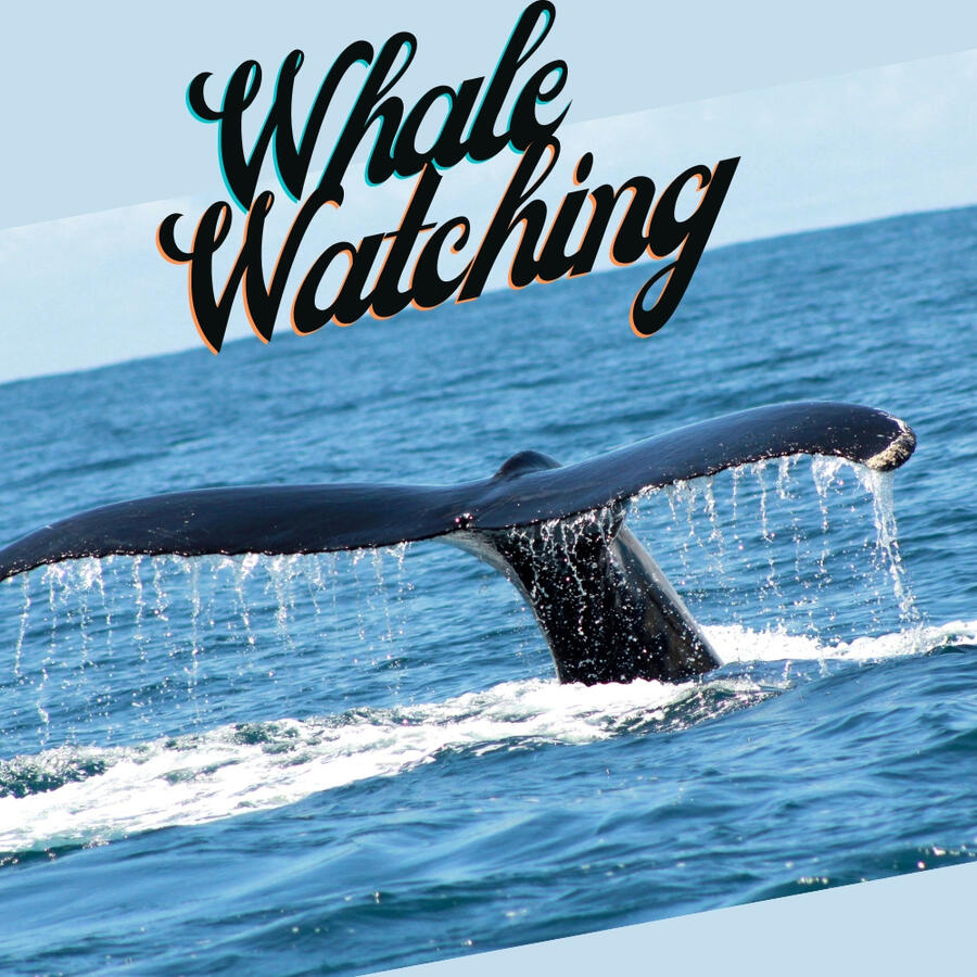 Twice per year, the Pacific Coast of Costa Rica comes alive as the massive *Ballenas* (whales in English) travel through on their annual migration. Just off the coast of Uvita, and the famous naturally formed Whale's Tail formation is where the mother whal