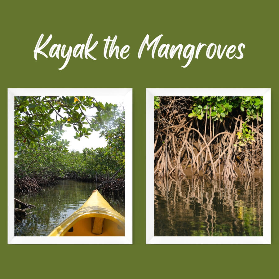 Similar to the Damas Island boat tour, this excursion puts you right in the tangle of mangroves, on your very own Kayak. As you navigate the waters, keep your eyes peeled for colorful macaws overhead and monkeys swinging from the branches. This is one kaya